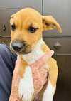 Lola (Foster in PR)
