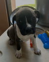 Snip (Foster in PR)