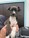 Snip (Foster in PR)