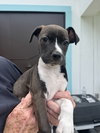 Snip (Foster in PR)