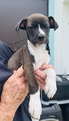 Snip (Foster in PR)