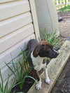 Snip aka Princess (Foster in PA)