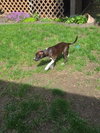 Snip aka Princess (Foster in PA)
