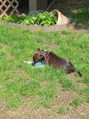 Snip aka Princess (Foster in PA)