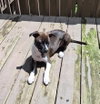Snip aka Princess (Foster in PA)