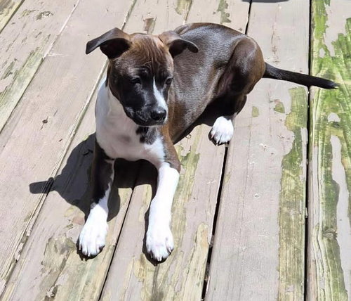 Snip aka Princess (Foster in PA), an adoptable Unknown breed in Luquillo, PR