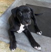Black Beauty (Foster in PR)