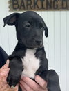 Black Beauty (Foster in PR)