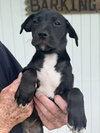 Black Beauty (Foster in PR)