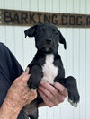 Black Beauty (Foster in PR)