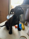 Velvet (Foster in PR)