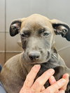 Velvet (Foster in PR)
