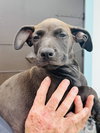Velvet (Foster in PR)