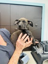 Velvet (Foster in PR)