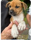 Chester (Foster in PR)