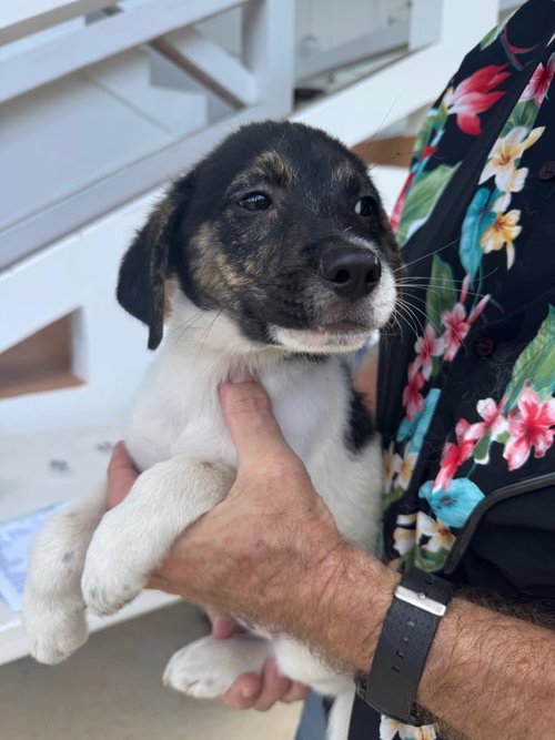 Prince, an adoptable Unknown breed in Luquillo, PR