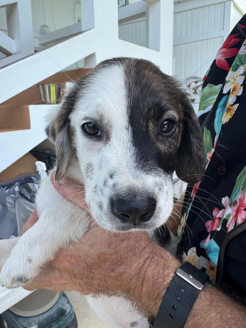 Paul (Foster in PA), an adoptable Unknown breed in Luquillo, PR