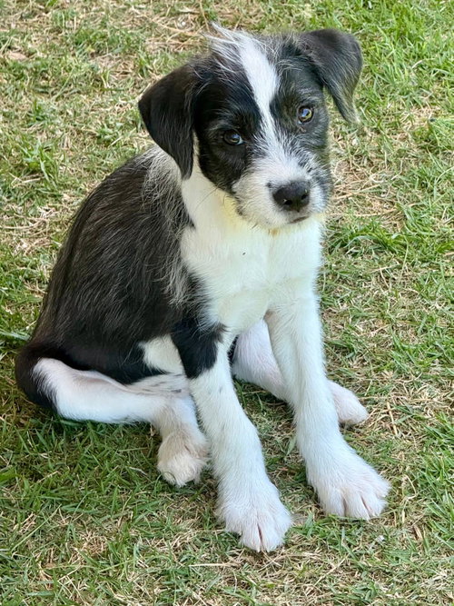 Luna (Foster in PA), an adoptable Unknown breed in Luquillo, PR