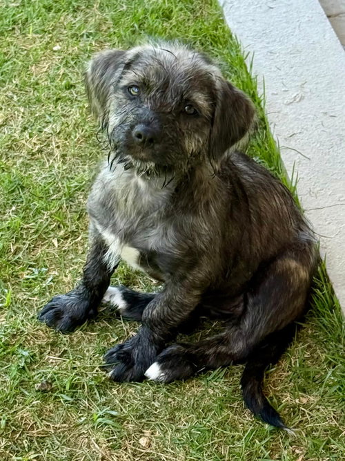 Star aka Izzie (Foster in MA), an adoptable Unknown breed in Luquillo, PR