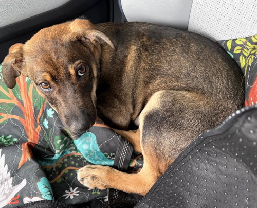 Sam (Foster in PA), an adoptable Unknown breed in Luquillo, PR