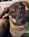 Sam (Foster in PA)