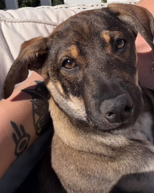 Sam (Foster in PA), an adoptable Unknown breed in Luquillo, PR