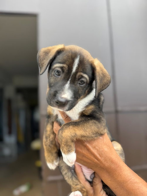 May, an adoptable Unknown breed in Luquillo, PR