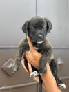 Ben (Foster in PR)