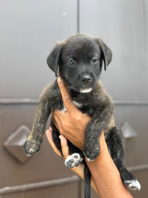 Ben, an adoptable Unknown breed in Luquillo, PR