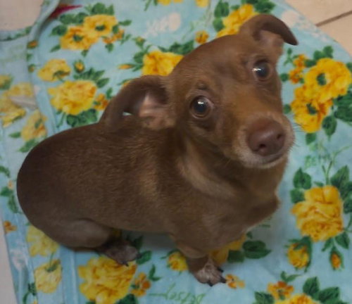 Honey (Foster in PR), an adoptable Dachshund in Luquillo, PR