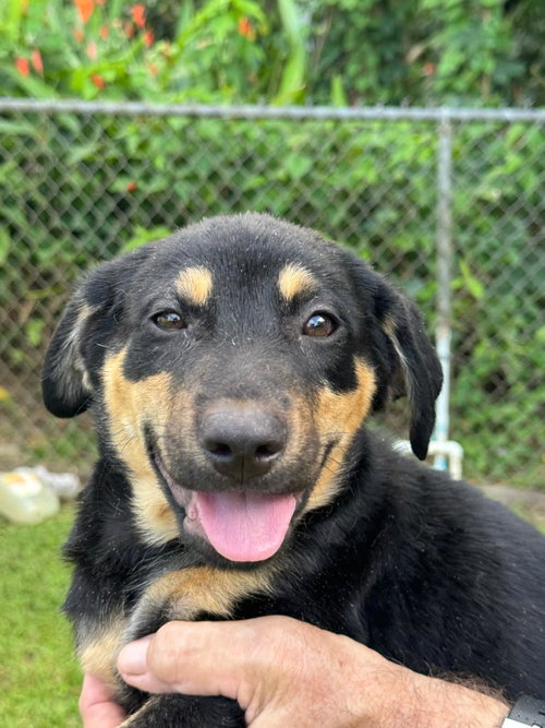 Joey (Foster in PR)