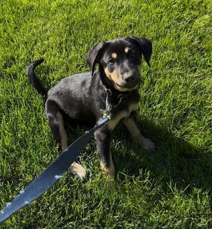 Joey aka Bruno