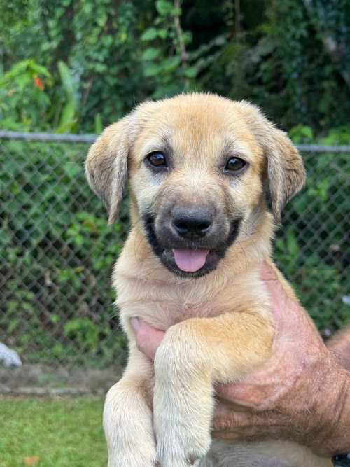 Monica  (Foster in PR)
