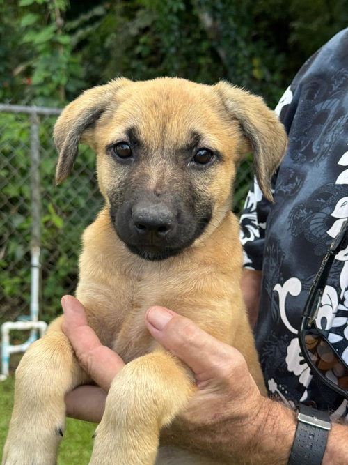 Rachael  (Foster in PR)