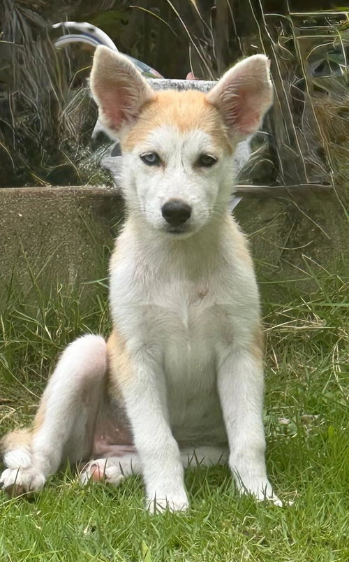 Carmela (Foster in PR)