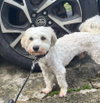 Max (Foster in PR)