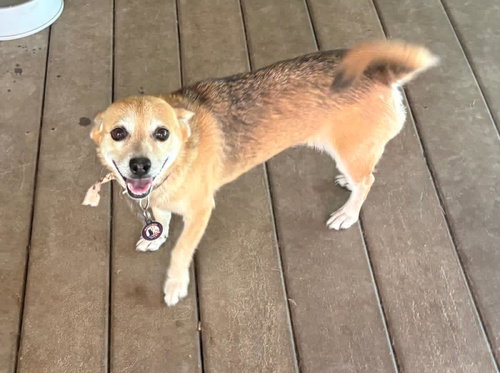 Sofia (Foster in PR)