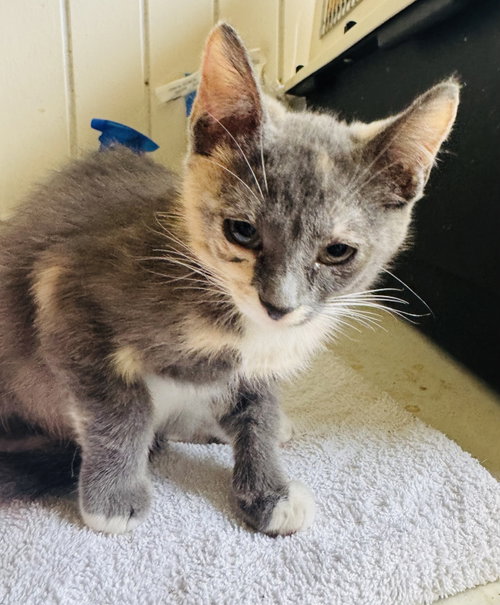 Calli, an adoptable Domestic Medium Hair in Luquillo, PR