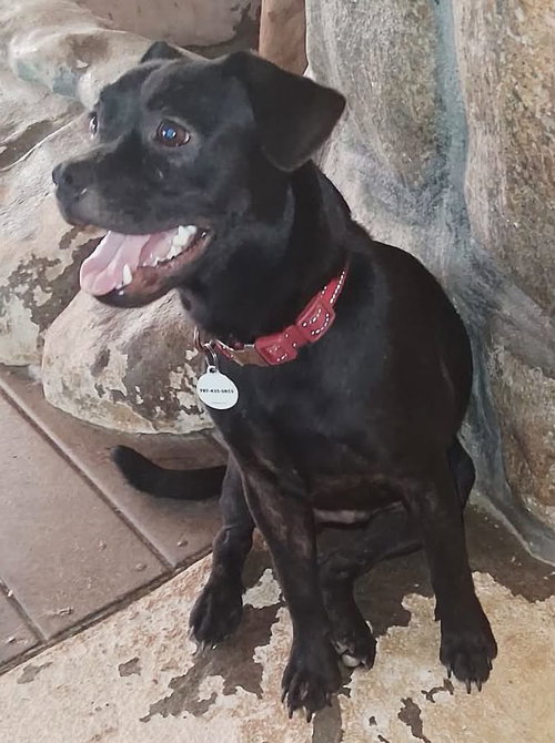 Photo 2 of Cosmo (Foster in PR)