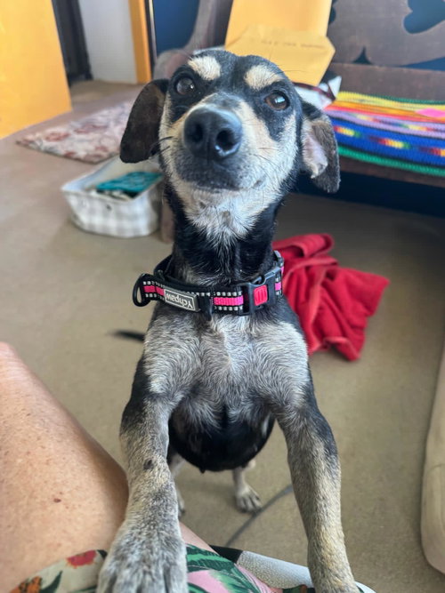 Mia (Foster in PR)