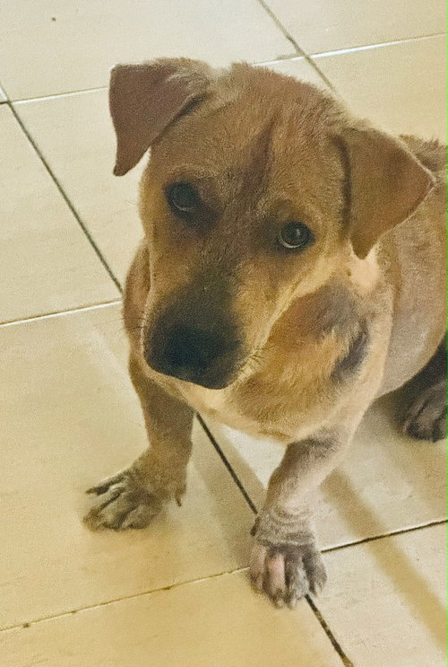 Mister Mateo