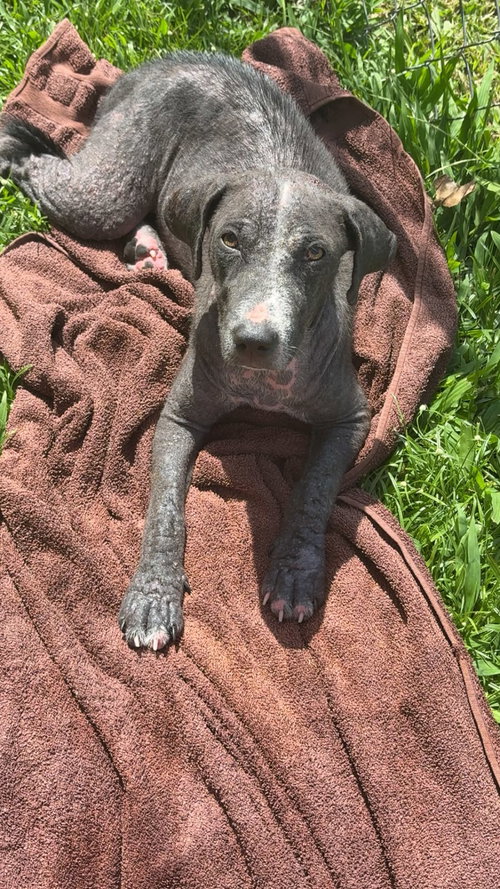 Photo 6 of Bunny (Foster in PR)