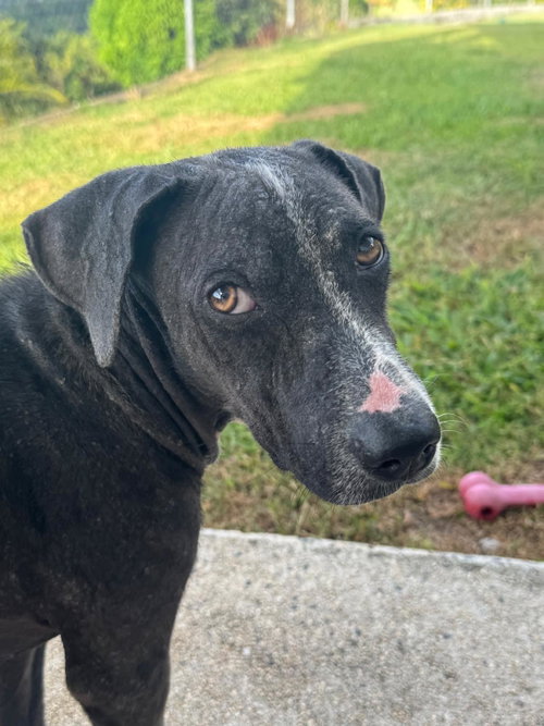 Photo 3 of Bunny (Foster in PR)