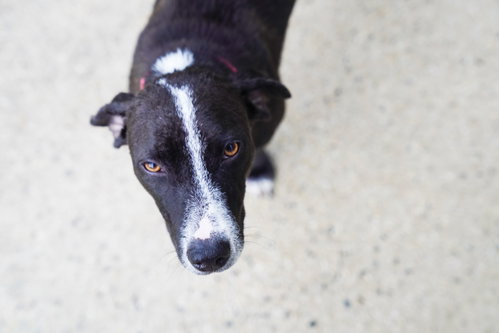 Photo 2 of Bunny (Foster in PR)
