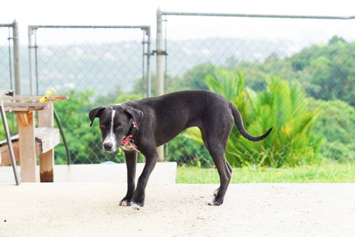 Photo 4 of Bunny (Foster in PR)