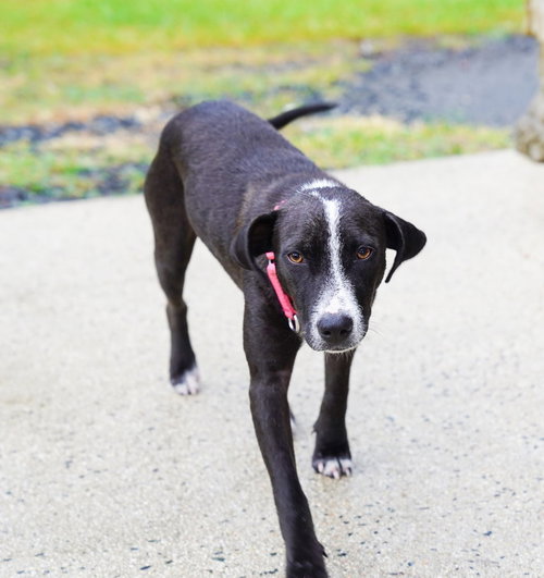 Bunny (Foster in PR), a dog for adoption from Save A Friend P.R.