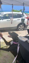 Lovie (Foster in PR)