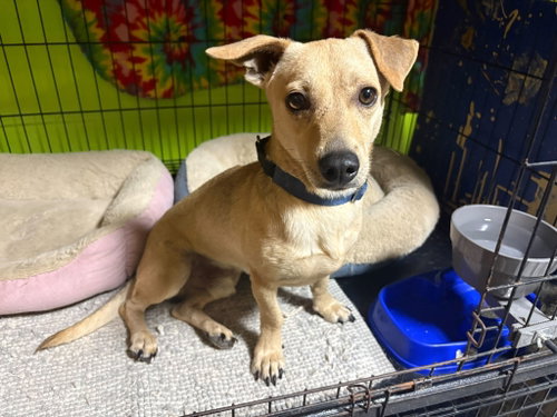Sami (Foster in PR)