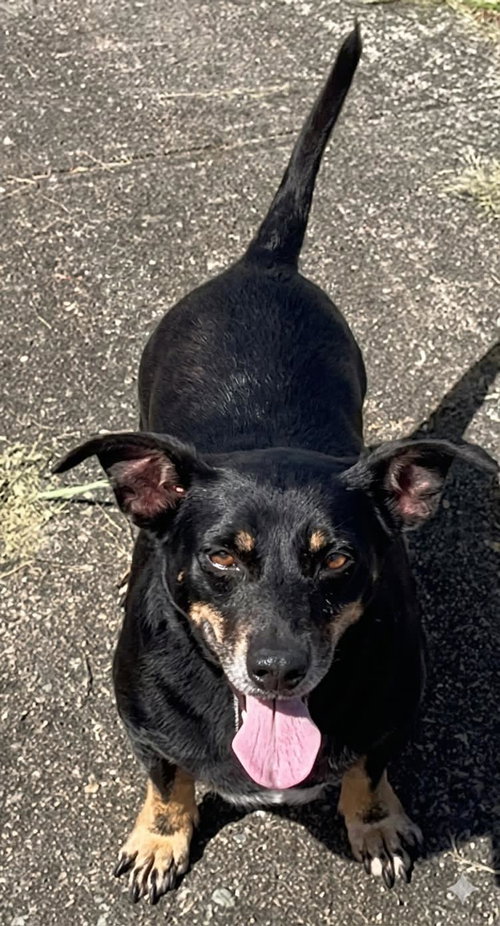 Photo 5 of Lina (Foster in PR)
