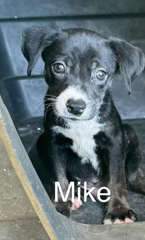 Mike - Unknown